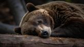 ¿Los osos cómo sobreviven sin comer durante varios meses? La ciencia responde