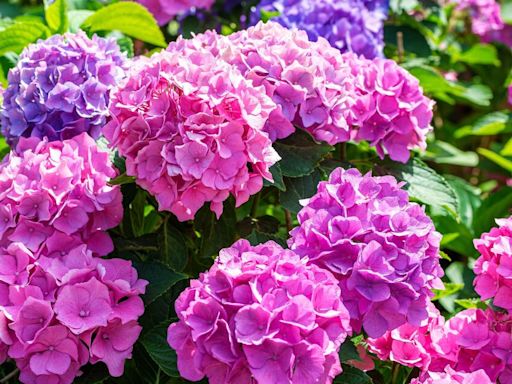 Hydrangeas really shine and give better blooms with Alan Titchmarsh’s genius tip