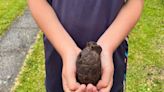 Ten-year-old finds 'Second World War' grenade at bottom of garden