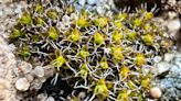 'Super moss' discovered that could help sustain life on Mars