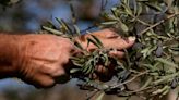 Cambio climático amenaza las reservas de aceite de oliva en la cuenca mediterránea