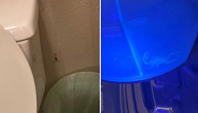 Phoenix Reddit user finds scorpion in bed, 2 days later another in the bathroom