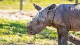 Have you herd? Busch Gardens Tampa Bay welcomes baby southern white rhino