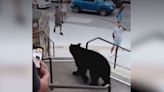 ‘Dangerously close’: People urged to steer clear of bears after Gatlinburg video