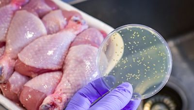 High levels of resistant bacteria found in uncooked meats and raw dog food: ‘Red flag’