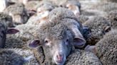 Greece bans sheep transport as new plague cases found