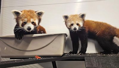 Lehigh Valley Zoo sets opening of red panda exhibit