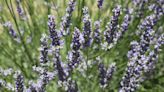 Turkish lavender-scented saffron garden attracts visitors