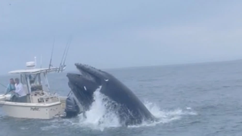 Video: Whale surfaces and capsizes boat off New Hampshire coast