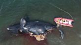 Argentina: algas tóxicas causaron la muerte de 30 ballenas