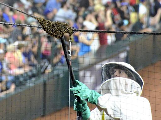 響尾蛇道奇之戰蜜蜂攪局延誤2小時 捕蜂人降臨球迷高喊「MVP！」