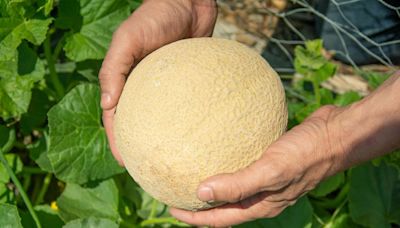 When Should You Pick Cantaloupes? 6 Signs They're Ready, According to Experts