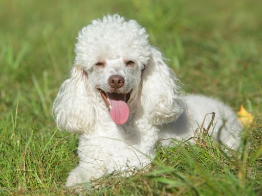 Miniature Poodle: Dog Breed Characteristics & Care