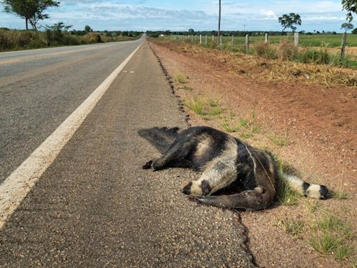 How roads are reshaping and scarring our planet, and even changing animals’ DNA