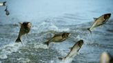 Can invasive carp be kept out of area lakes?