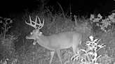 This buck swam the Mississippi River 4 times in 2 years. Is he the Michael Phelps of deer?