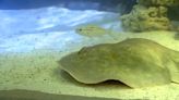 Stingray Charlotte reported to be 'stable' as aquarium shutters for unknown amount of time – KION546