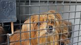 35 abandoned dogs seized in Lewes. Now in the care of Brandywine Valley SPCA