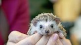 Do Hedgehogs Make Good Pets? Yes, But There's a Catch