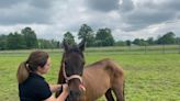 From Darien the stray horse to Elmo the emu, this Quakertown rescue group helps them all