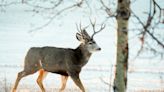 2 men given hunting suspensions and fines after DNA links them to wasted deer