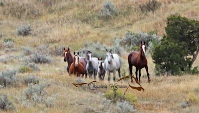 NPS keeps wild horses at Theodore Roosevelt National Park