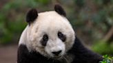 Pandas to return to San Diego Zoo, China to send animals in move of panda diplomacy