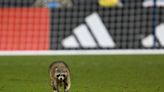 Meet Raquinho, the raccoon who stopped MLS game and got Topps trading card for antics