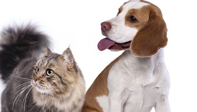 Maine Coon Cat 'Raises' Beagle Brother and the Evidence Is Too Clear