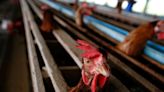 China reports death of woman from two combined strains of bird flu