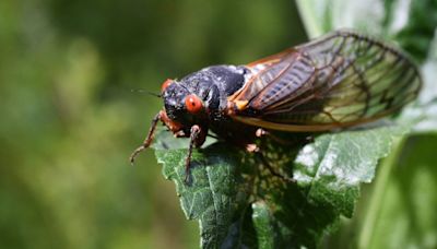 Here’s what to do with those cicada shells