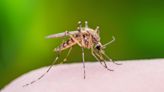 Summer of rain paving the way for a mosquito boom, but not until next summer