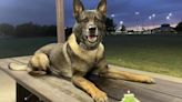 Indy, el perro policía que combatió el crimen durante casi una década y el momento que conmovió a miles