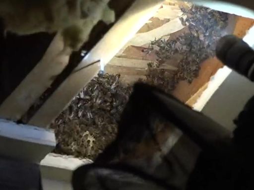 Inside a Sacramento beekeeper's pesticide-free honeybee relocation process