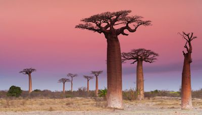 Bizarre evolutionary roots of Africa's iconic upside-down baobab trees revealed