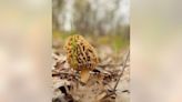 Morels in Michigan: What to know as you hunt for mushrooms this spring