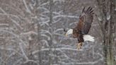 Want to be an Eagle Watch volunteer along the Upper Delaware? Attend this training.