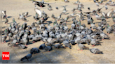 Delhi boy develops fatal lung disease due to exposure to pigeons: Why it is concerning - Times of India