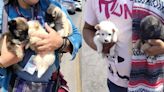 Más de 150 perritos han sido decomisados de vendedores clandestinos en las garitas de Tijuana