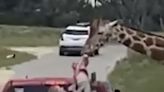 This Family's Visit to a Texas Safari Park Was a Heart-Stopping One