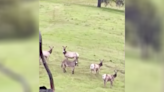 Pet donkey that vanished five years ago is spotted living with a herd of elk