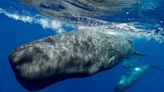 Sperm whale clicks could be the closest thing to a human language yet