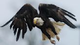 Back to the wild: Bald eagle released in Yorktown after rehabilitation