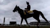 Kentucky Derby winner Mystik Dan takes on 7 other horses in the 149th Preakness