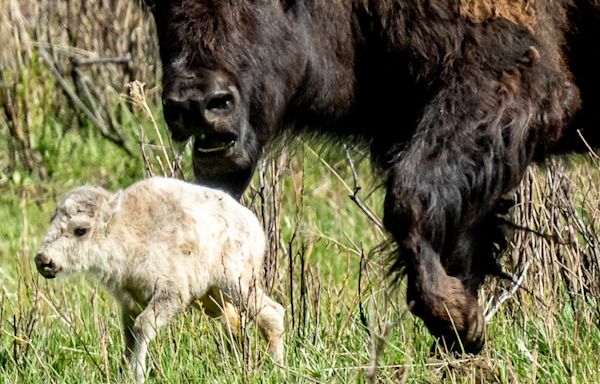 1-in-a-million white bison calf born at Yellowstone hasn't been seen since early June, park says