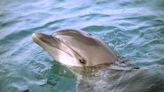 Dolphin Found Shot Dead on La. Beach, Authorities Offer $20K Reward for Information Leading to Conviction