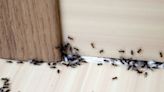 Deter bugs with items found in every kitchen using expert's easy tips