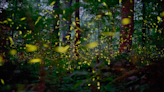 Lightning bugs or fireflies: What are those glowing insects called?