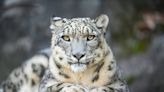 Zookeepers Take Adorable Video When They Notice Snow Leopard Playing