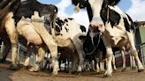 ‘Blindspot’ over methane emissions puts dairy and beef sectors at risk, say investors